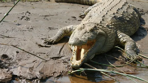 Un touriste se fait attaquer par un crocodile qu’il pensait être un...